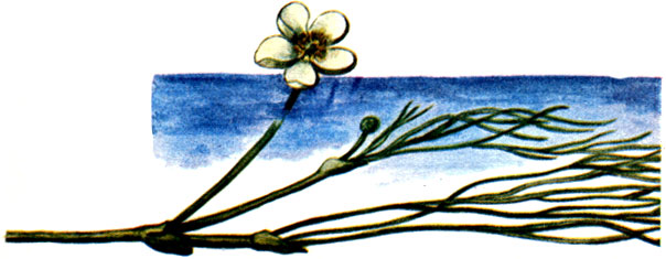   Ranunculus fluitans