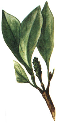   Magnolia stellata