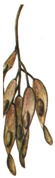  Ailanthus altissima