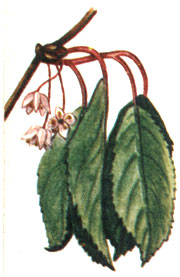  Schizandra chinensis
