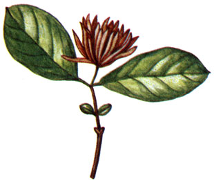   Calycanthus floridus