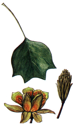   Liriodendron tulipifera