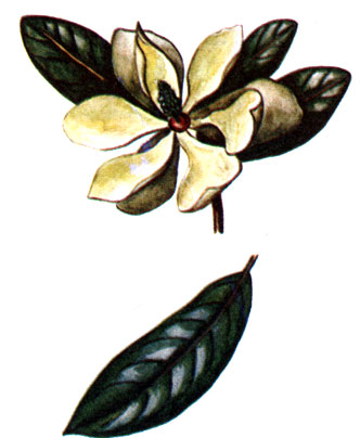   Magnolia grandiflora