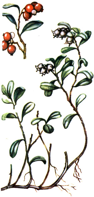  Vaccinium vitis-idaea