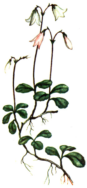   Linnaea borealis