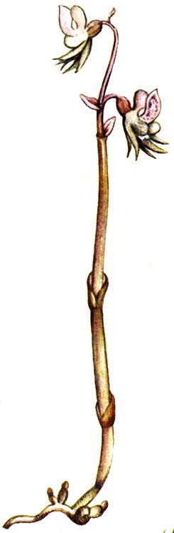   Epipogium aphyllum