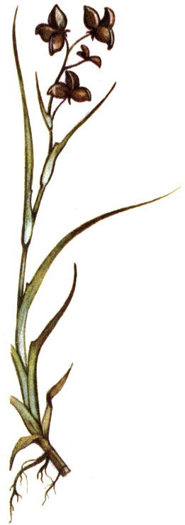   Scheuchzeria palustris