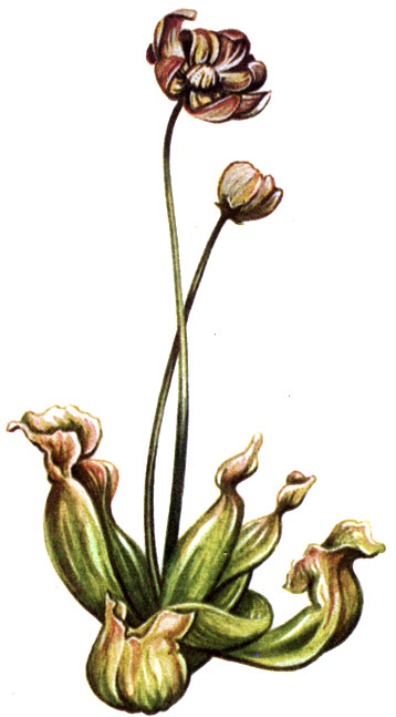   Sarracenia purpurea
