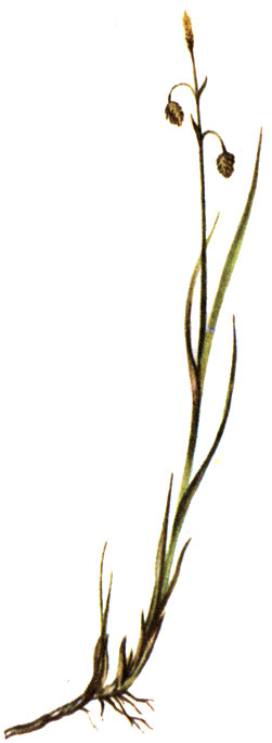   Carex limosa