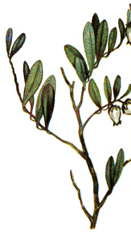    Chamaedaphne calyculata