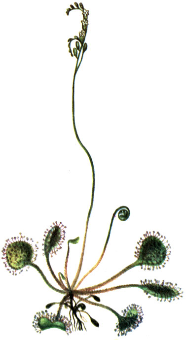   Drosera rotundifolia