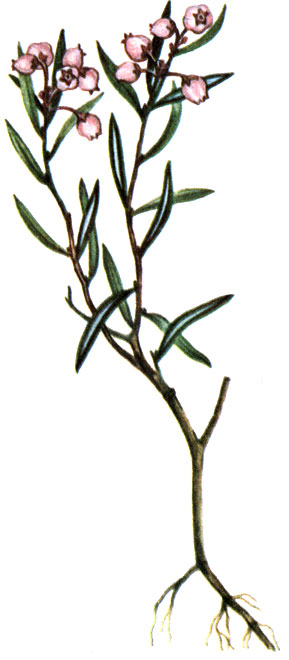   Adromeda polifolia