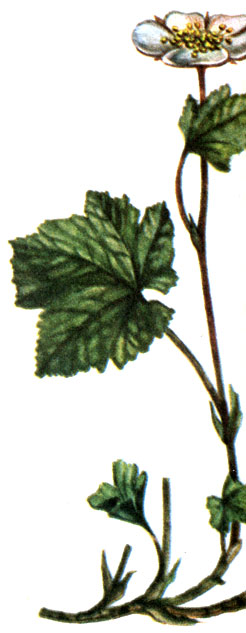  Rubus chamaemorus