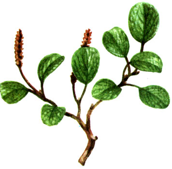   Salix reticulata
