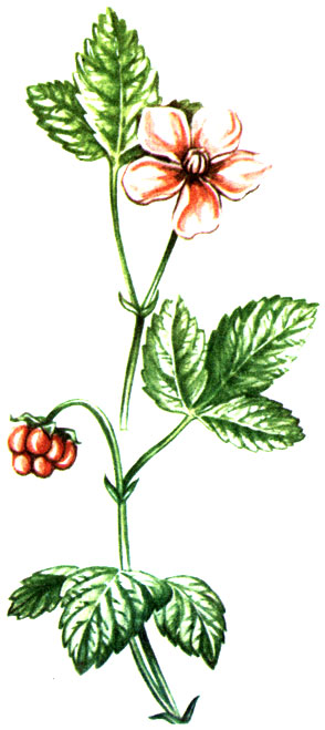  Rubus arcticus