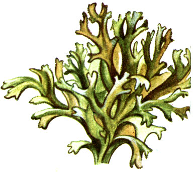 ' ' Cetraria islandica