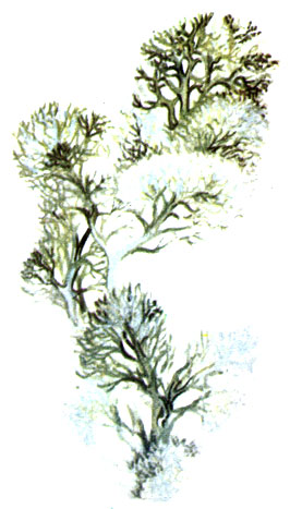 ' ' Cladonia rangiferina