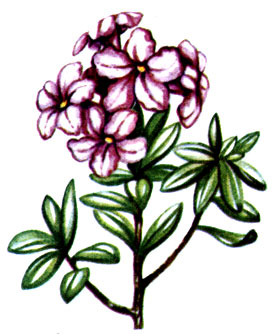   Rhododendron kotschyi