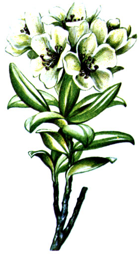   Rhododendron caucasicum