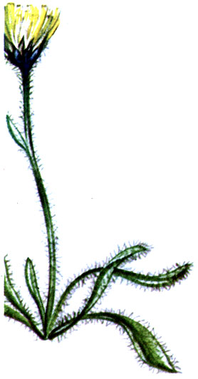  Hieracium alpinum