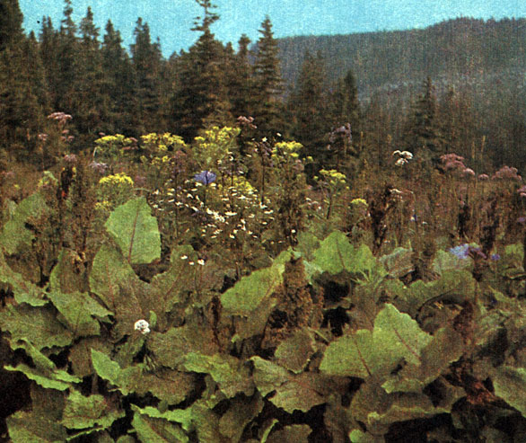        .         (Adenostyles alliariae);    (Rumex alpinus)   ;       (Cicerbita alpina),    ;      (Senecio nemorensis)       (Ranunculus platanifolius, = R. aconitifolius var. platanifolius)
