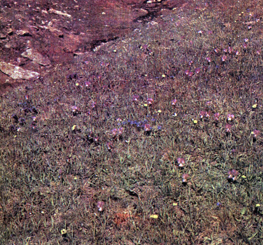     (Gentiana acaulis)   (G. verna)        (Viola calearata)