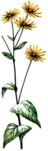   Doronicum austriacum