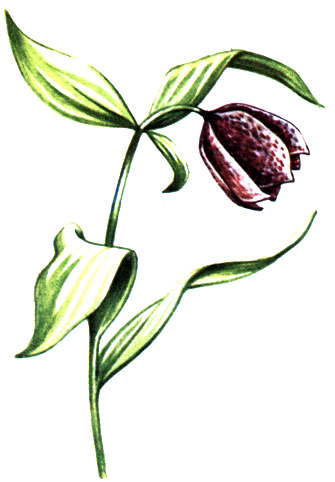   Fritillaria latifolia