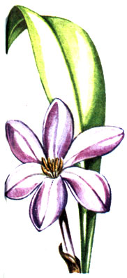    Colchicum speciosum