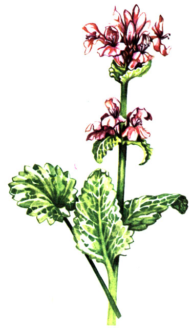   Betonica grandiflora