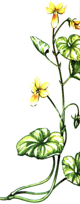   Viola biflora