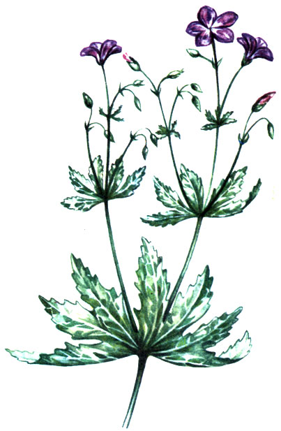   Geranium sylvaticum