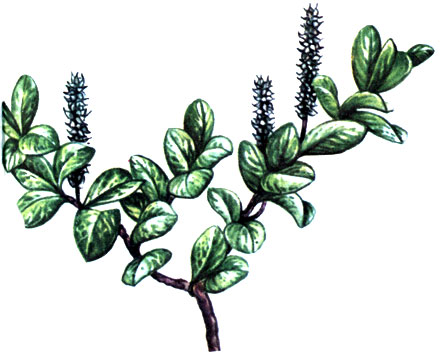   Salix retusa