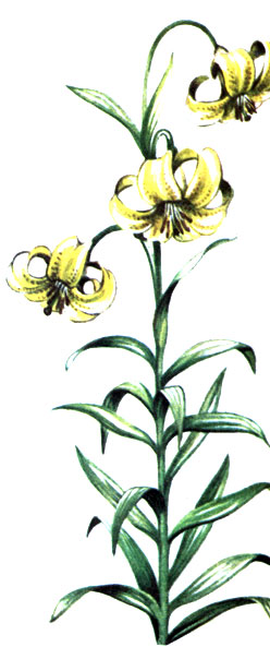   Lilium monadelphum