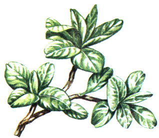   Salix herbacea