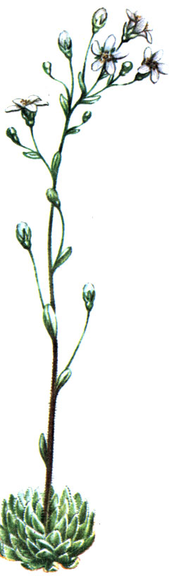   Saxifraga paniculata