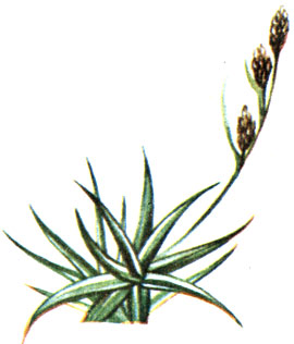   Carex firma