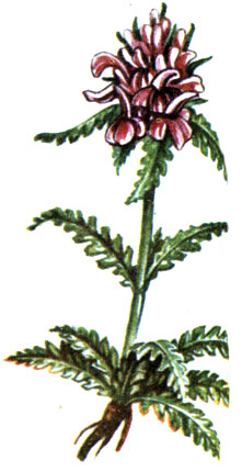   Pedicularis verticillata