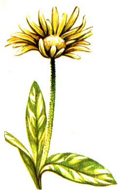   Doronicum clusii