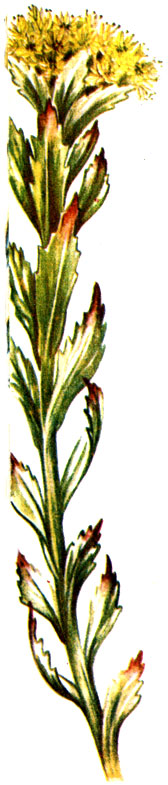   Rhodiola rosea