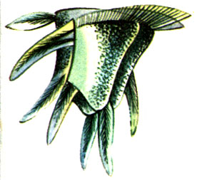 Ceratocoris fusus
