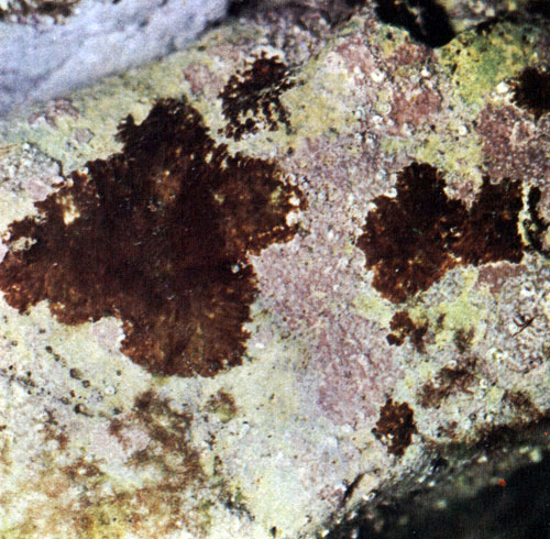    Corallina mediterranea,    ,  -      - Plocamium coccineum -    (  )