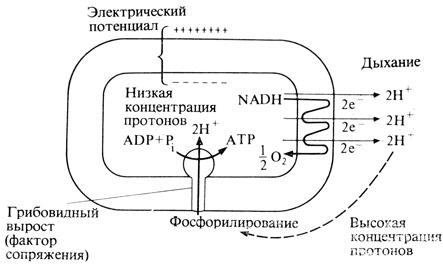 . 5.9.         . (   Hinkle, McCarthy. 1978. Scientific American, 238(3), 104-123.)        NAD+   NADH.  NADH   ,            .                          .           pH,        ,   ,     (    ).       ATP  ADP  Pi.   ATP-,    