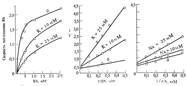 . 7.13.   K+  Na+   Rb+.  -  ;  -   ,    Rb+,  ,   Rb+.  ,      ,         (. . 2.17). ,  K+      Rb+,   Na+    . (Epstein, Hagan. 1952. Plant Physiol., 27, 457-474,  .)