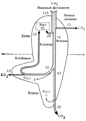 . 8.2.          .     ,    ,    100  -.  ,     CO2    ,          .         . (J. S. Pate, Crop Physiology, Some Case Histories, L. T. Evans, ed., Cambridge, England University Press, 1975.)