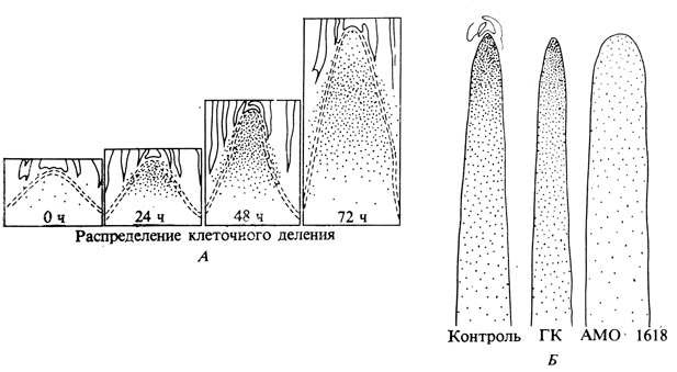 . 9.21.        ,    .           Samolus parviflorus (),        . (         64 .)   1618,   ,  ,       Chrysanthemum morifolium    .     ,             60 . (Sachs. 1965. Ann. Rev. PI. Phys., 16, 73-96; Sachs et al. 1959. Amer. J. Bot.,46, 376-384.)