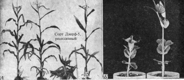 . 9.22. .        .      ,  ,  ,      ,  . (. . Phinney, . A. West. Gibberellins and the Growth of Flowering Plants  . Developing Cell Systems and Their Control. D. Rudnick, 1960. The Ronald Press.) .  ,   ()   (). (   A. Lang, Michigan State University.)