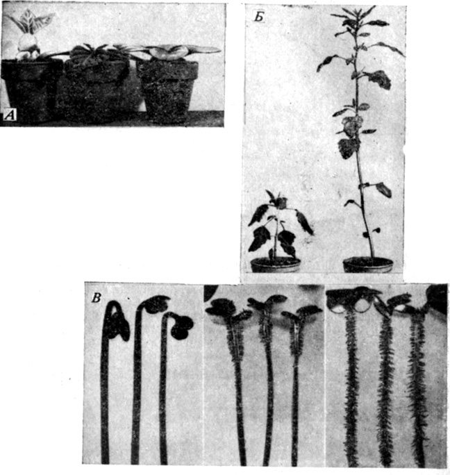 . 11.11.     . .	  Sintiingia speciosci,    8-     ,       16  15  .    :   ,    ; ();   ,     ( );  -  ().             ,    . ,      ,   ,      . (Satter, Wetherell. 1968. Plant Physiol. 43, 953-960.) .   Chenopodium album    21    ,         (400-700 )   -     (>700 ).       ,         . (Morgan Smith 1976 Nature, 262, 210-212.) .    Sinapis alba,    (),   ( )   42   ,   30    ()
