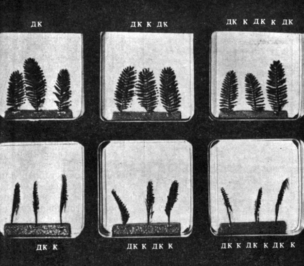 . 11.18.  Mimosa pudica  30               2-      .   ,        ()  ,      (). (Fondeville et al. 1906. Planta, 69, 357-364.)