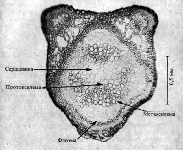 . 13.3.    Mimosa pudica.   ,      ''. (Sibaoka. 1966. Symp. Soc. Exp. Biol., 20, 49-73.)